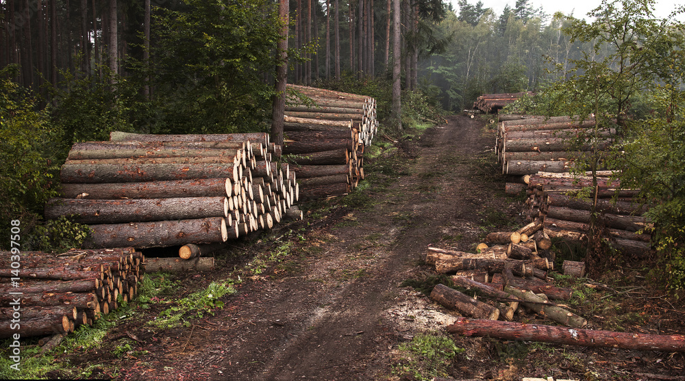 Chopped trees, caber, wooden logs, timber and lumber lying on the road in the forest while deforestation