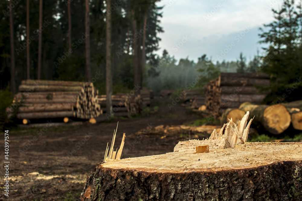 Chopped trees, caber, wooden logs, timber and lumber lying on the road in the forest while deforestation
