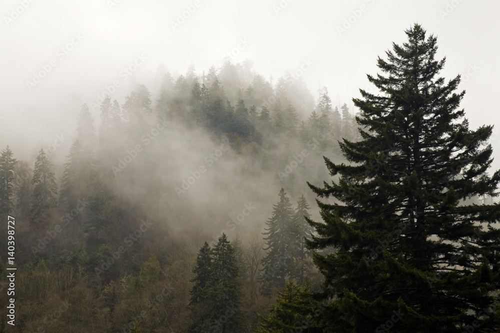 Evergreens, Autumn, Great Smoky Mountains NP
