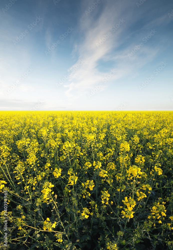 Obraz premium Flowers on the field. Agricultural landscape in the summer time