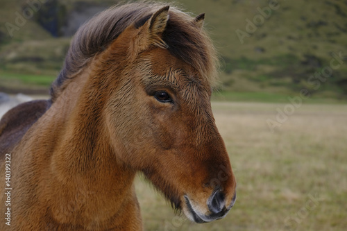 Icelandic pony at Vik  Iceland