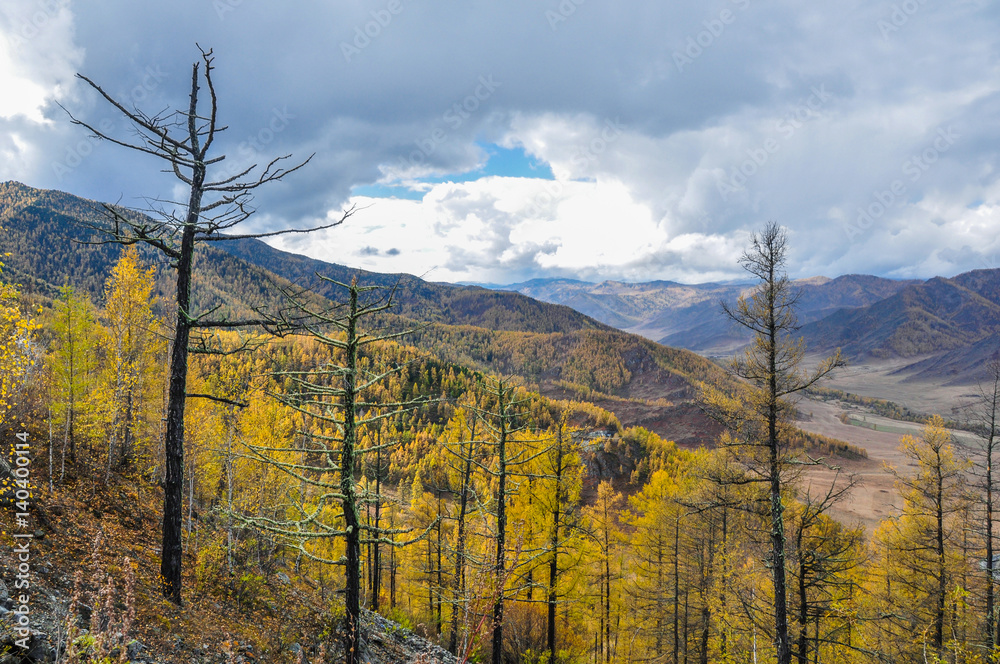 Bald dry trees and mountain valley behind. Altai, Siberia, Russia Bald dry trees and mountain valley behind. Altai, Siberia, Russia
