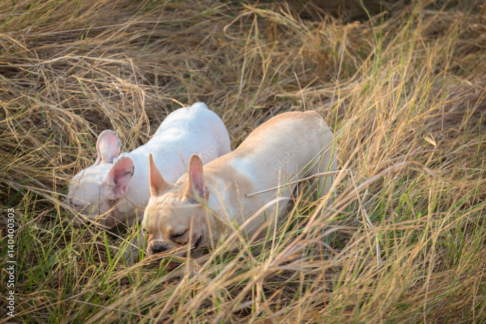 French bulldog playing in the field French bulldog playing in the field