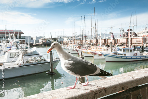 Seagull on Pier