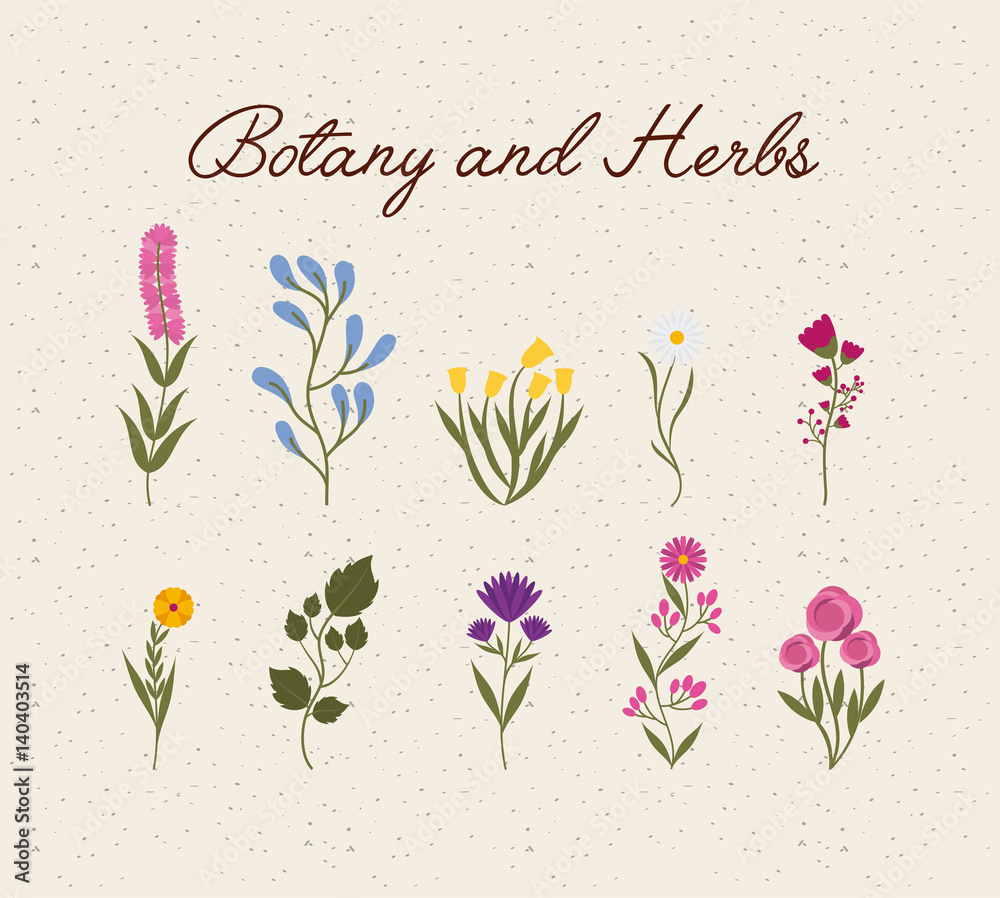 flowers and herbs icon. botany and herbs concept. colorful design. vector illustration