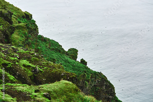 Rocky seashore and a flock of puffin birds. Autumn Iceland. photo