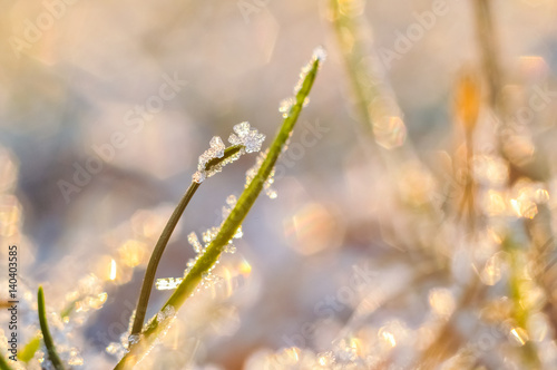 Hoarfrost ice crystals on green grass leaves. Closeup macro photo