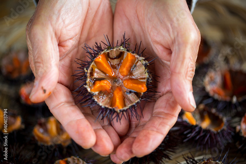Fresh sea urchins photo