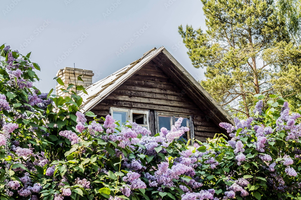 Rural wooden house in the lilacs