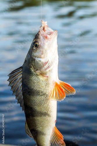 fishing,fish perch in the hand of angler