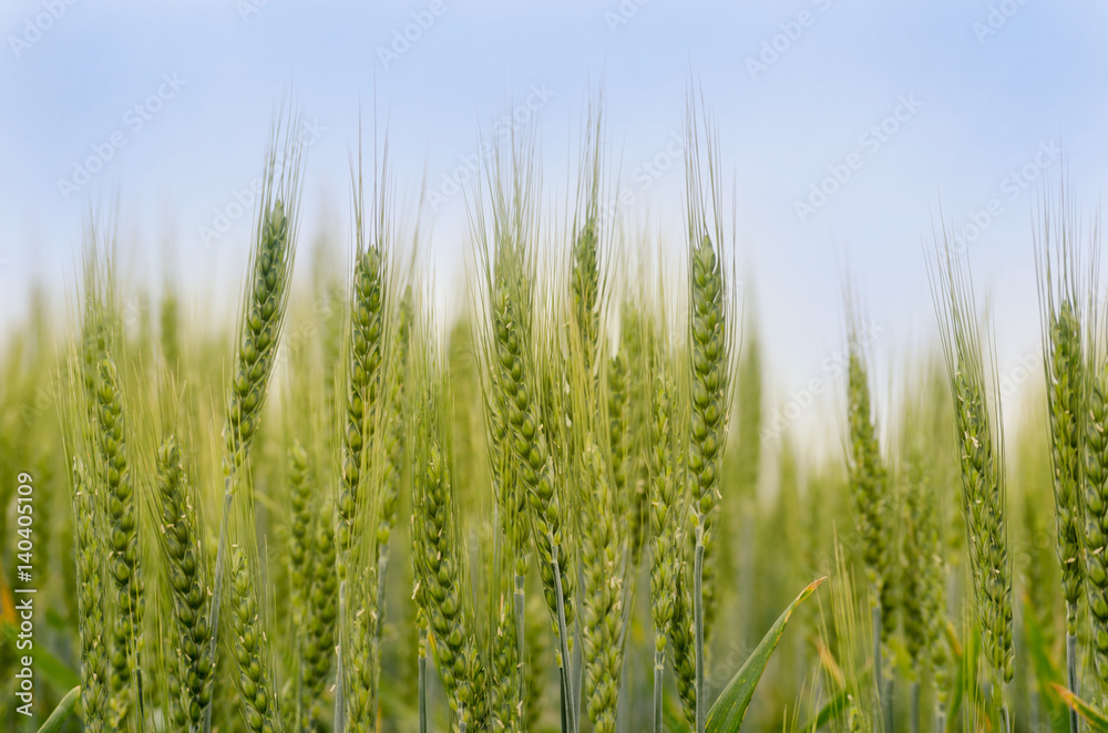 Wheat field with golden ears Wheat field with golden ears