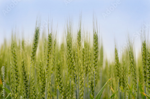 Wheat field with golden ears