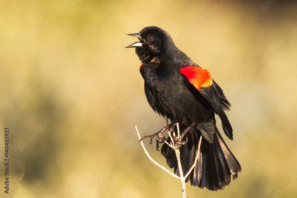 Fototapeta premium Red-winged Black Bird