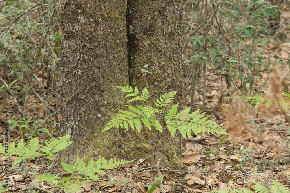 Fern Before Split Tree Fern Before Split Tree