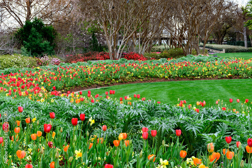 Red  Yellow and orange tulips and daffodils in manicured garden with trimmed  green grass lawn