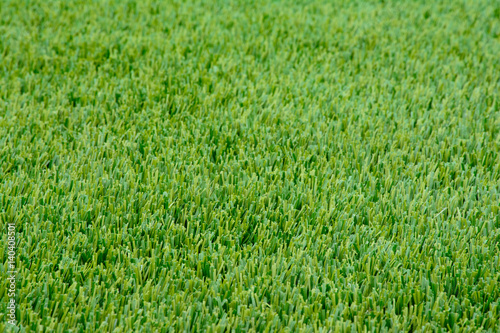 Close-up sample of winter Ryegrass lawn with perfectly trimmed, green, lush, thick fine bladed rye