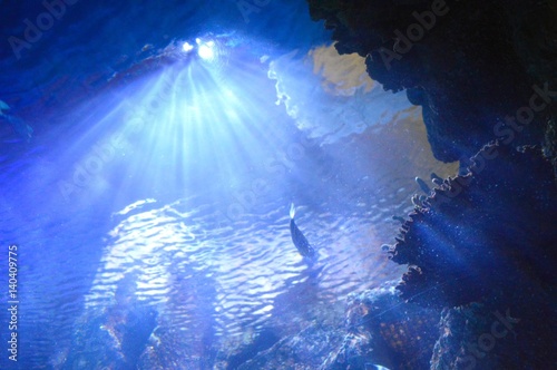 Fototapeta Naklejka Na Ścianę i Meble -  Under the Sea