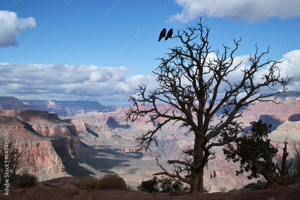 grand canyon birds crow tree