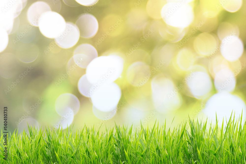 Obraz premium Spring or summer and grass field with sunny background 