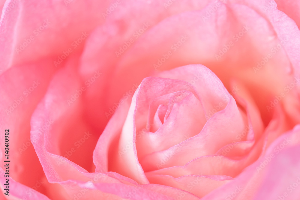 Close up of beautiful  rose flower background