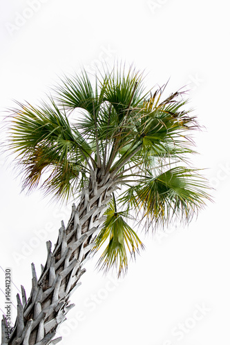 Palm tree on the white background 