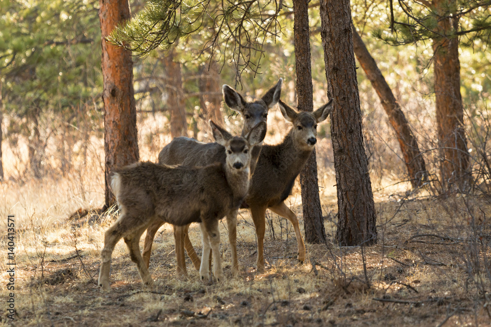 Fototapeta premium Mule Deer in the Woods