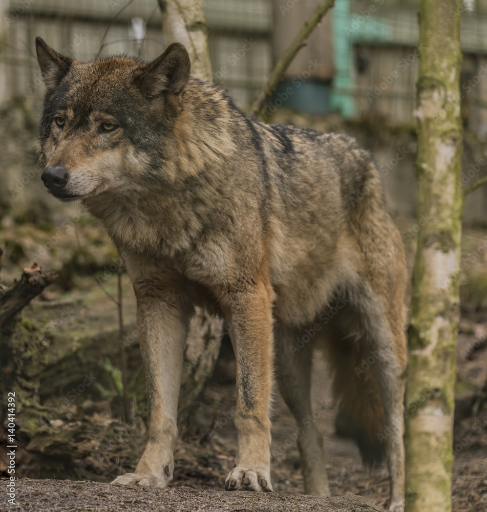 Wolf in Decin town forest in spring day