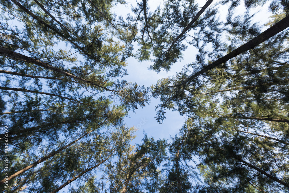 Looking up from under the pines Looking up from under the pines