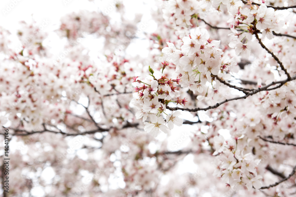 Closed up of sakura (Cherry) blossom background