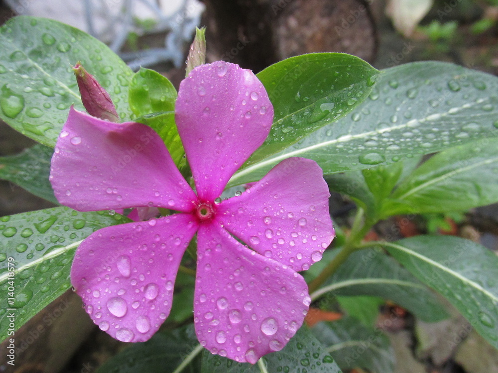 Vinca Vincadegato Vincademadagascar Boanoite Mariasem