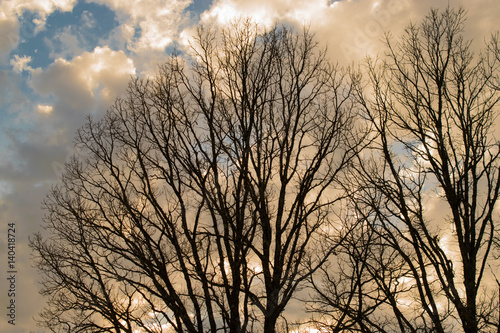 Oak Silhouettes Against Winter Sky