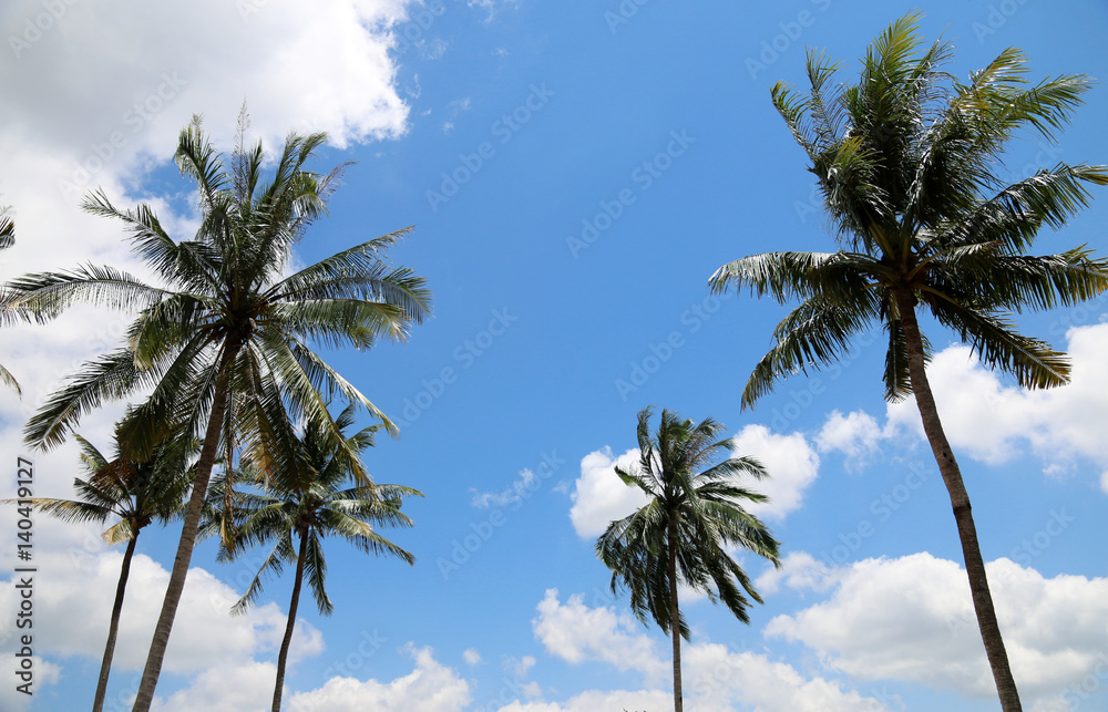 Coconut tree Tropical country Coconut tree Tropical country