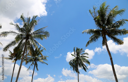 Coconut tree Tropical country