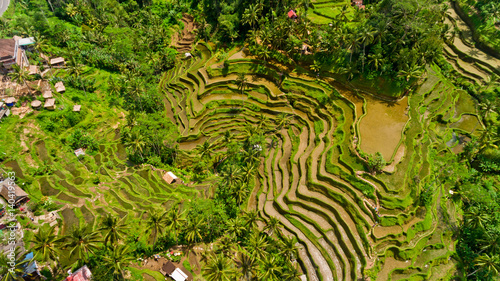 Top view Tegalalang Rice Terrace in Ubud, Bali, Indonesia.