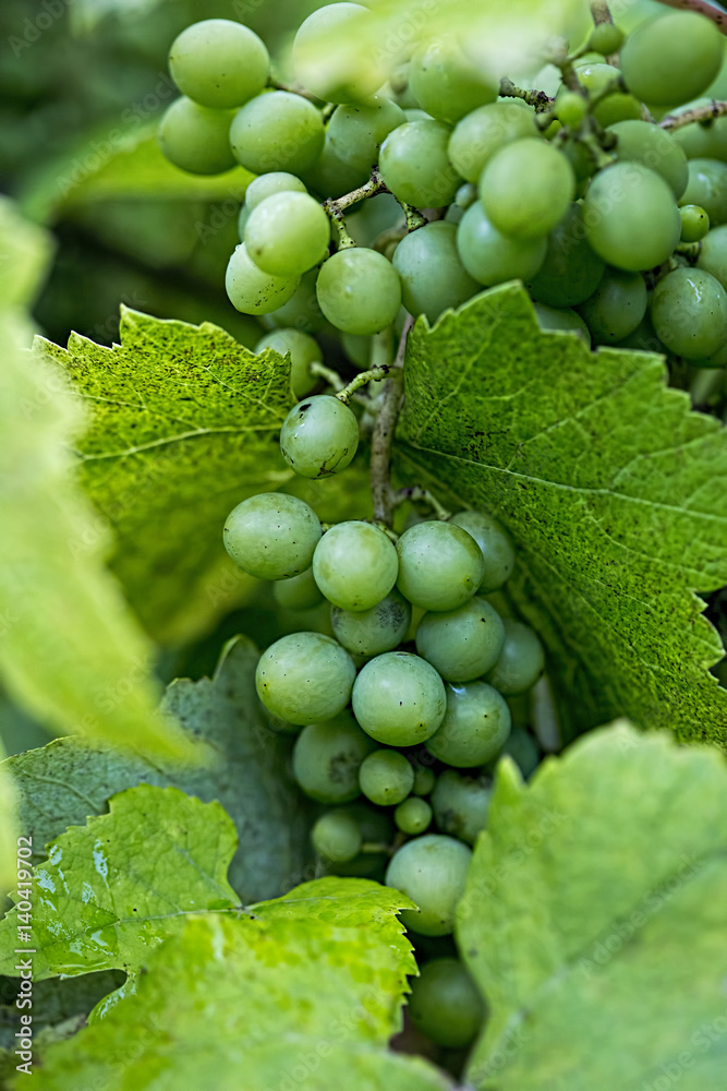 Green grapes Green grapes