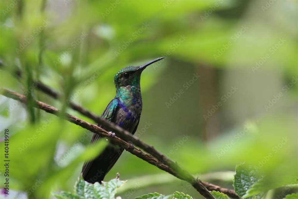 Fototapeta premium Hummingbird