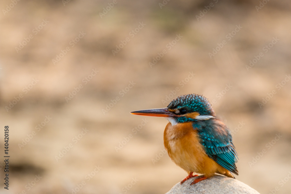 Obraz premium Common Kingfisher