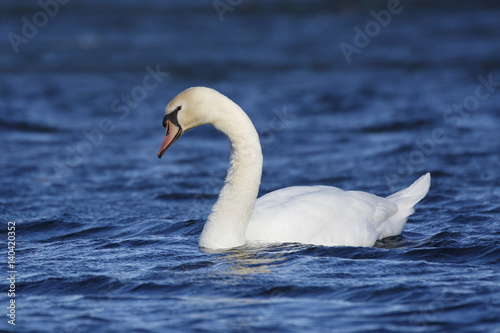 Mute Swan swimming on a lake