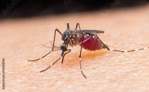 Close-up of a mosquito sucking blood © AU USAnakul+