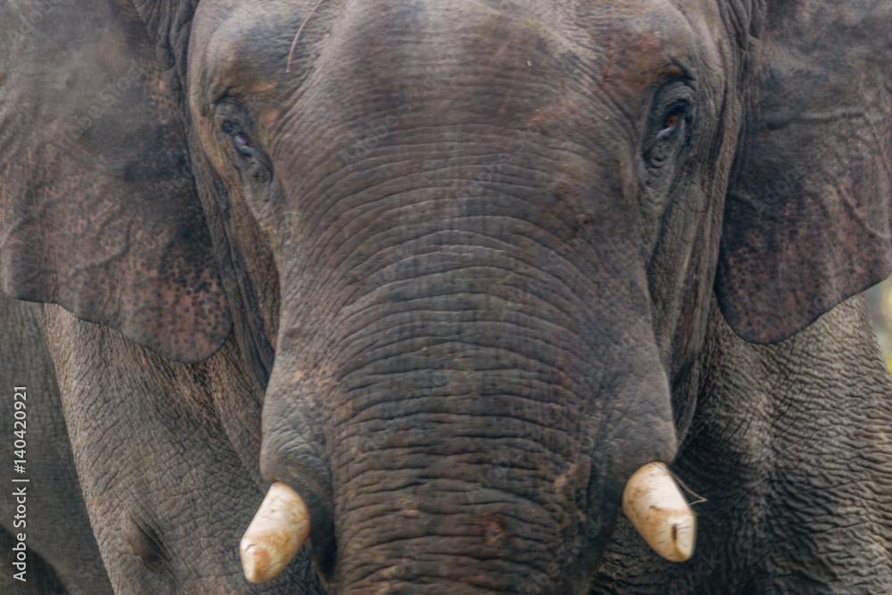 Fototapeta premium Elephant Face