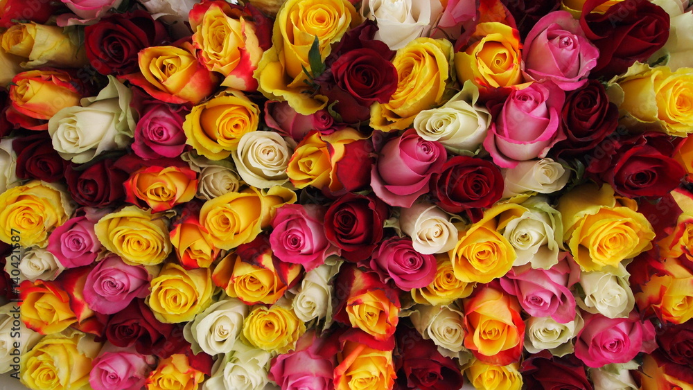roses en bouquet roses en bouquet