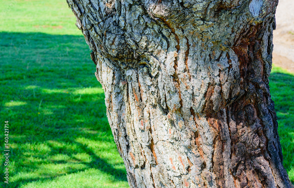 Fototapeta premium Tree trunk in the park