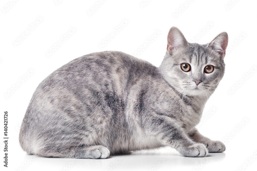 Cute funny cat isolated on white background Cute funny cat isolated on white background