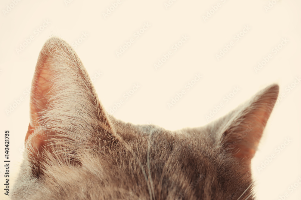 Fototapeta premium Gray cat ears on blurred background, close up