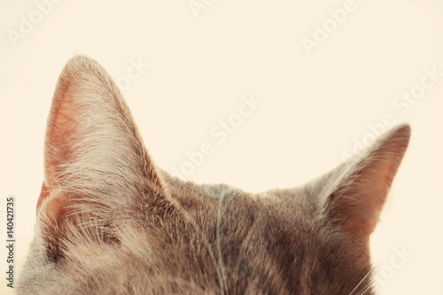 Gray cat ears on blurred background, close up