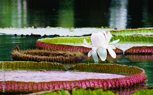 Flower of the Victoria Amazonica, or Victoria Regia, the largest waterlily
