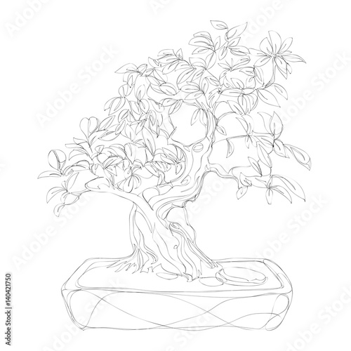 beautiful bonsai traditional line art continuous line vector drawing