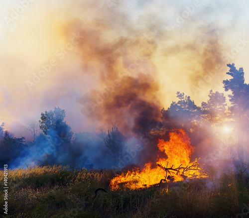 Forest Fire, Wildfire burning tree in red and orange color at sunset © yelantsevv