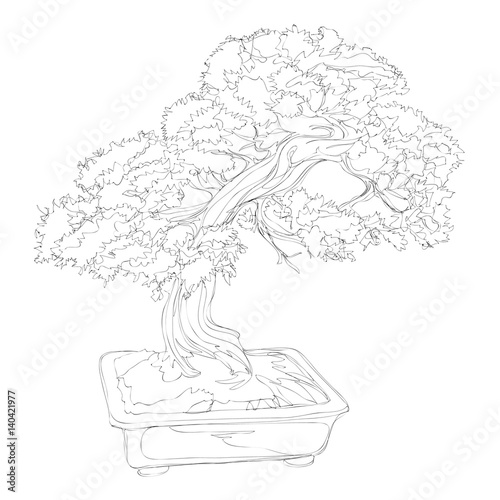 beautiful bonsai traditional line art continuous line vector drawing