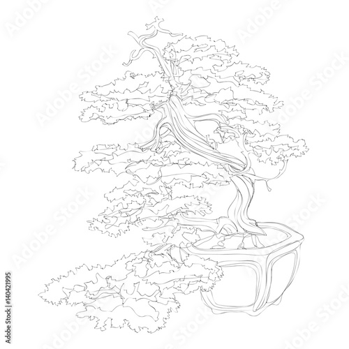 beautiful bonsai traditional line art continuous line vector drawing